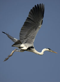 heron